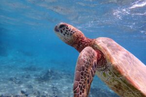 宮古島 ウミガメ